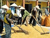 Đại gia  chứng khoán đi buôn...gạo